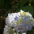 明月院（あじさい寺）の写真_140429