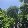 明月院（あじさい寺）の写真_140431