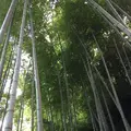 明月院（あじさい寺）の写真_142157
