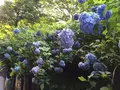 明月院（あじさい寺）の写真_142158