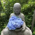 明月院（あじさい寺）の写真_142159