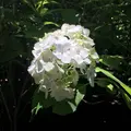 明月院（あじさい寺）の写真_142446
