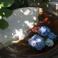 明月院（あじさい寺）の写真_142448