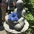 明月院（あじさい寺）の写真_142450