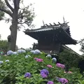 白山神社の写真_142643