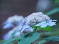 相模原北公園の写真_142653
