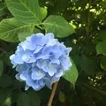 明月院（あじさい寺）の写真_143175