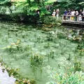 モネの池（名もなき池）の写真_148737