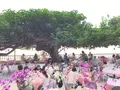ハウ ツリー ラナイの写真_150720