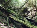 屋久島自然休養林（ヤクスギランド）の写真_152100