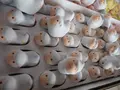 石浦神社の写真_152425