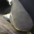 上野動物園の写真_154696