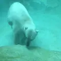上野動物園の写真_154697