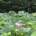 上野動物園の写真_154698