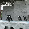 上野動物園の写真_154699