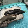 上野動物園の写真_154700