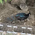 上野動物園の写真_154701
