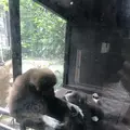 上野動物園の写真_154702