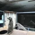 上野動物園の写真_154703