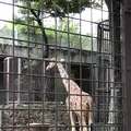 上野動物園の写真_154704
