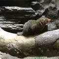 上野動物園の写真_154708