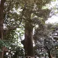 川越氷川神社の写真_160449