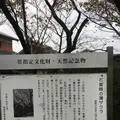 石薬師の蒲桜の写真_165984