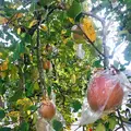 共楽園・林檎の樹の写真_169403