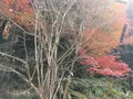 室生寺の写真_170193