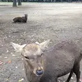 奈良公園の写真_170418