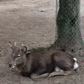 奈良公園の写真_170419