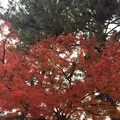 奈良公園の写真_170423