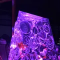 元離宮 二条城の写真_171216