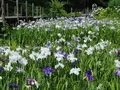 二宮せせらぎ公園の写真_174094