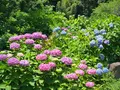 二宮せせらぎ公園の写真_174101