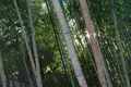 竹林の小径の写真_175537