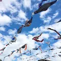 高槻市鯉のぼりフェスタの写真_184427
