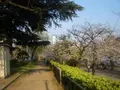 桜ノ宮公園の写真_185163