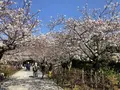 建長寺の写真_186659