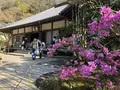 明月院（あじさい寺）の写真_186663