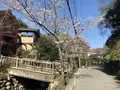 明月院（あじさい寺）の写真_186665