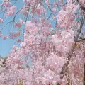 平安神宮の写真_187341