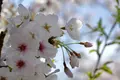 伊豆高原桜並木の写真_187524