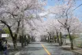 伊豆高原桜並木の写真_187525