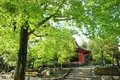東福寺の写真_189976