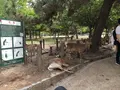 奈良公園の写真_191550