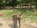奈良公園の写真_191552