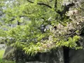 石割桜の写真_191773