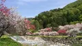 月川温泉の花桃の写真_191842