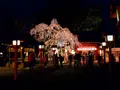 平野神社の写真_194342